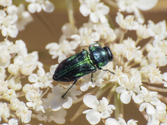 Bilyaxia