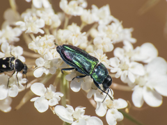 Bilyaxia