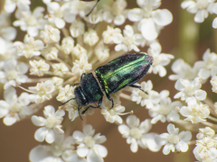 Bilyaxia