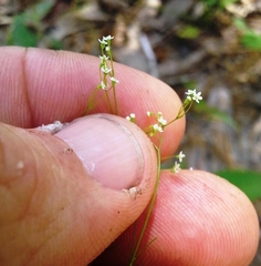 Spermolepis diffusa