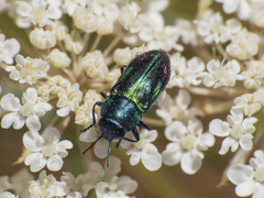 Bilyaxia