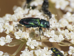 Bilyaxia