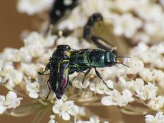 Bilyaxia