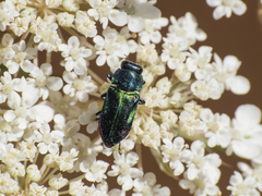 Bilyaxia