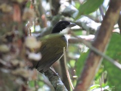 Arremon atricapillus
