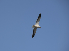Larus dominicanus