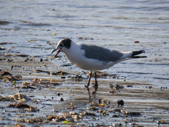 Leucophaeus pipixcan