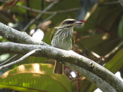 Myiodynastes maculatus