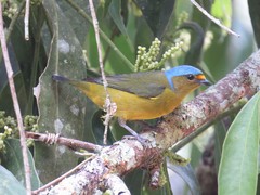 Chlorophonia cyanocephala
