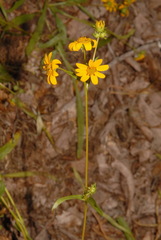 Helianthus longifolius