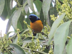 Chlorophonia cyanocephala