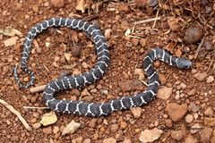 Dipsas ventrimaculata