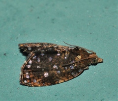 Podognatha vinculata