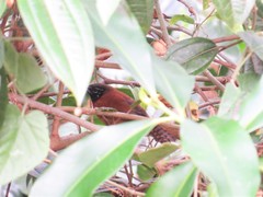 Pheugopedius spadix