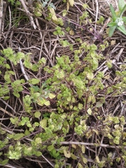 Hesperocnide tenella