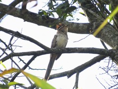 Tapera naevia