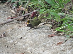 Tiaris olivaceus