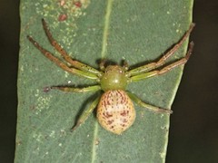 Australomisidia ergandros