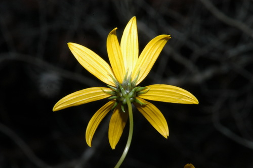 Image of Helianthus longifolius by (c) Brian Finzel, some rights reserved (CC BY-SA)