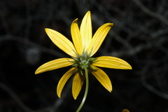Helianthus longifolius