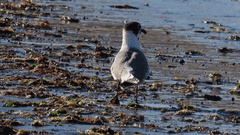 Leucophaeus pipixcan