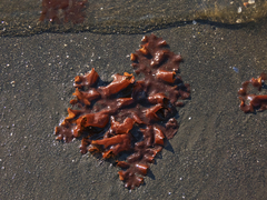 Sarcothalia crispata