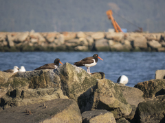 Haematopus palliatus