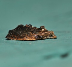 Podognatha vinculata