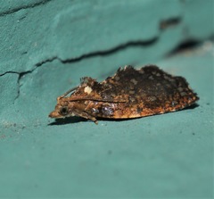 Podognatha vinculata