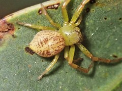 Australomisidia ergandros