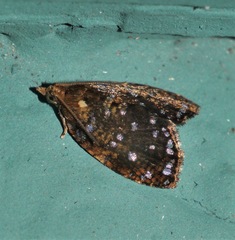 Podognatha vinculata