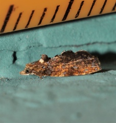 Podognatha vinculata