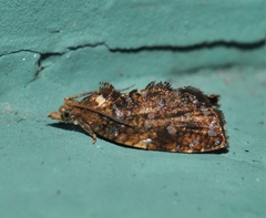 Podognatha vinculata