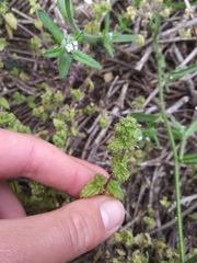 Hesperocnide tenella