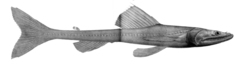 Highfin Lizardfish photo 4