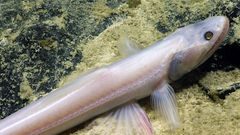 Highfin Lizardfish photo 2