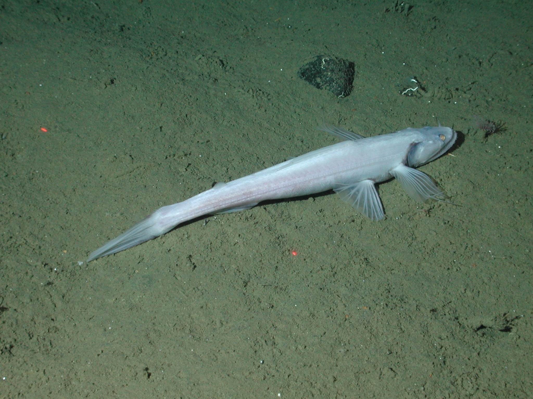 deep sea lizardfish