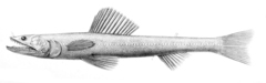 Highfin Lizardfish photo 5