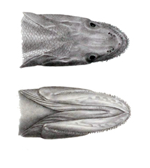 Highfin Lizardfish photo 3