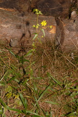Helianthus longifolius