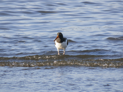 Haematopus palliatus