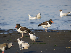 Haematopus palliatus