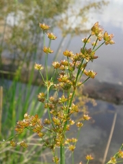Juncus nodatus