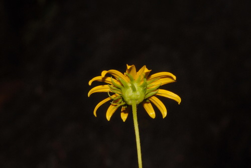 Image of Helianthus longifolius by (c) Brian Finzel, some rights reserved (CC BY-SA)