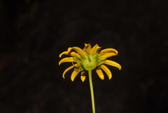 Helianthus longifolius