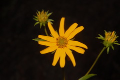 Helianthus longifolius