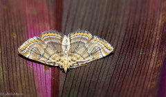 Neurophyseta completalis