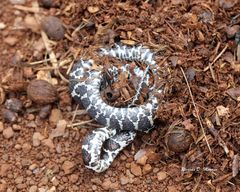 Dipsas ventrimaculata