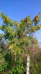 Leucaena leucocephala