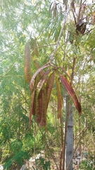 Leucaena leucocephala